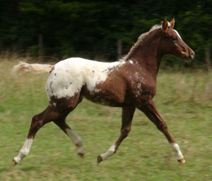 Sparkling Acres Stud - Appaloosa Foal.jpg